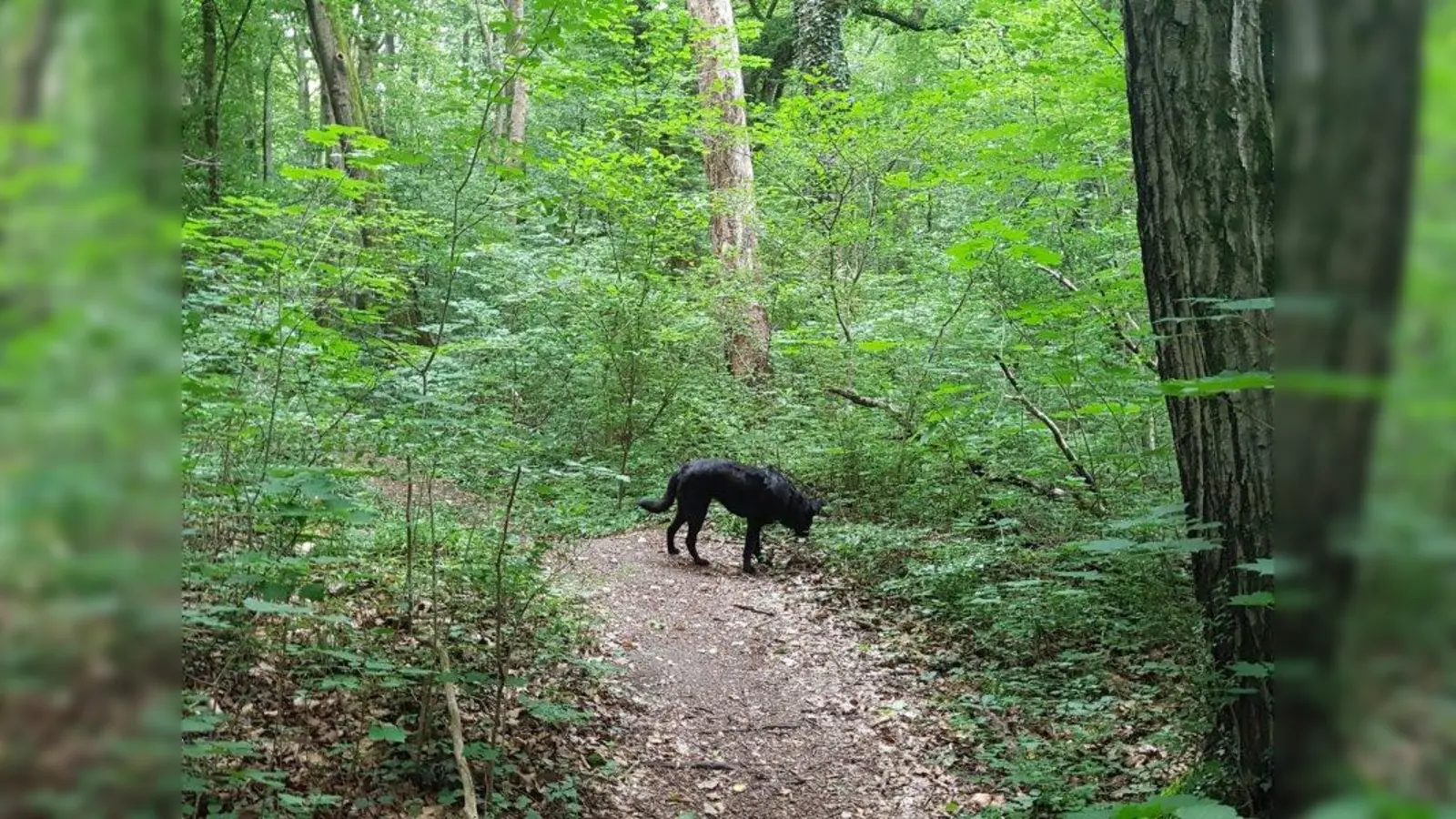In der Angerlohe hat die Stadt München eine Leinenpflicht für Hunde, so wie vom Bezirksausschuss Allach-Untermenzing (BA 23) vorgeschlagen, abgelehnt. (Foto: sb)