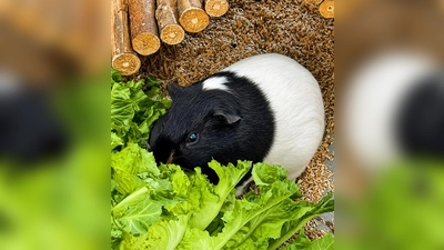 Glatthaarmeerschweinchenbock Enno von Endivie. (Foto: Tierheim Riem)