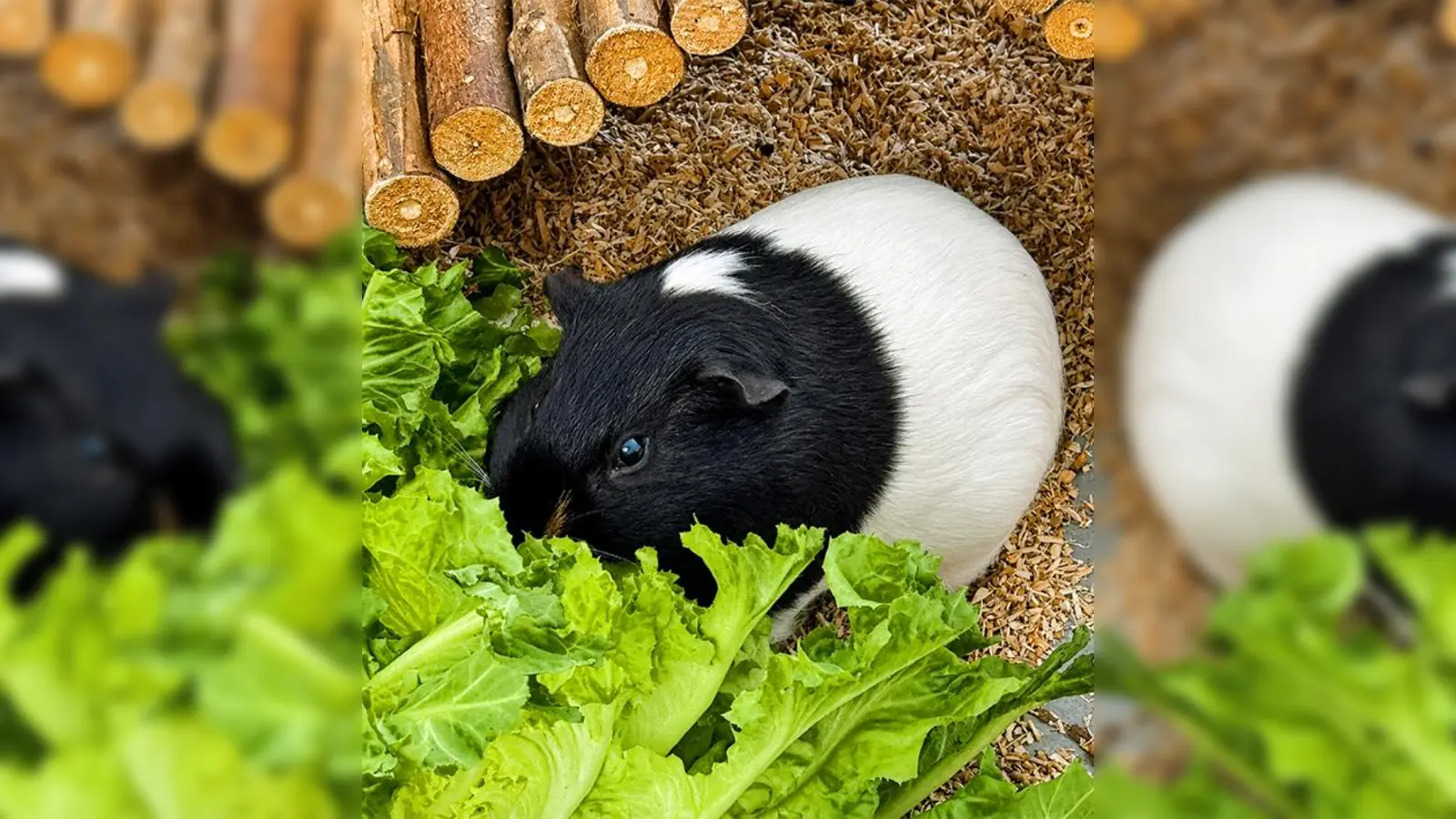 Glatthaarmeerschweinchenbock Enno von Endivie. (Foto: Tierheim Riem)