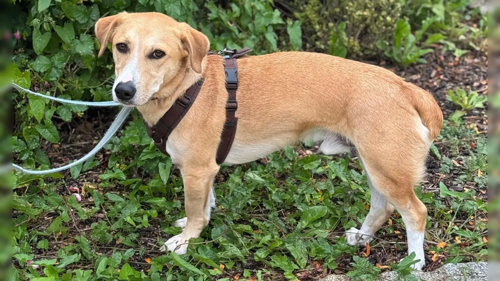 Der Mischlingsrüde „Milo” ist sportlich und sensibel und benötigt ein Zuhause bei hundeerfahrenen Menschen. (Foto: Tierheim Riem)