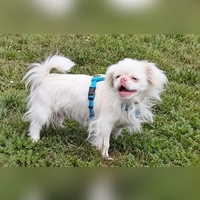 Kuki ist ein liebenswerter Pekinese, der sich gut für Familien mit Kindern eignet. (Foto: Tierheim Riem)