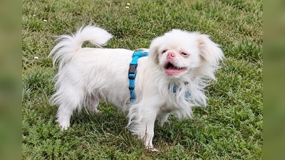 Kuki ist ein liebenswerter Pekinese, der sich gut für Familien mit Kindern eignet. (Foto: Tierheim Riem)