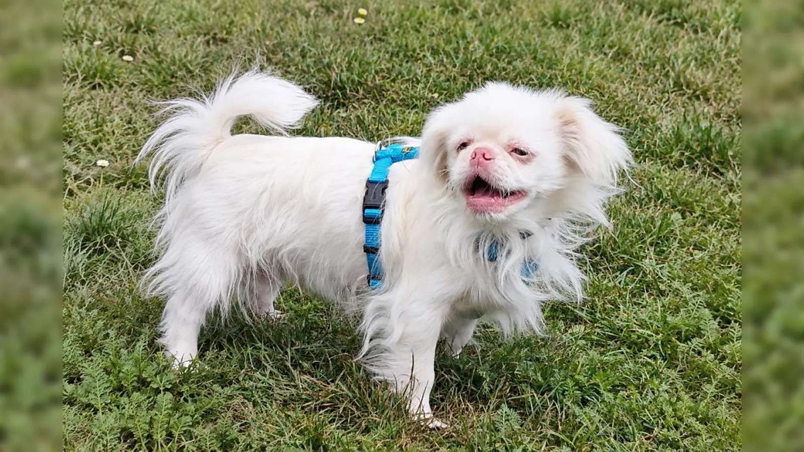 Kuki ist ein liebenswerter Pekinese, der sich gut für Familien mit Kindern eignet. (Foto: Tierheim Riem)