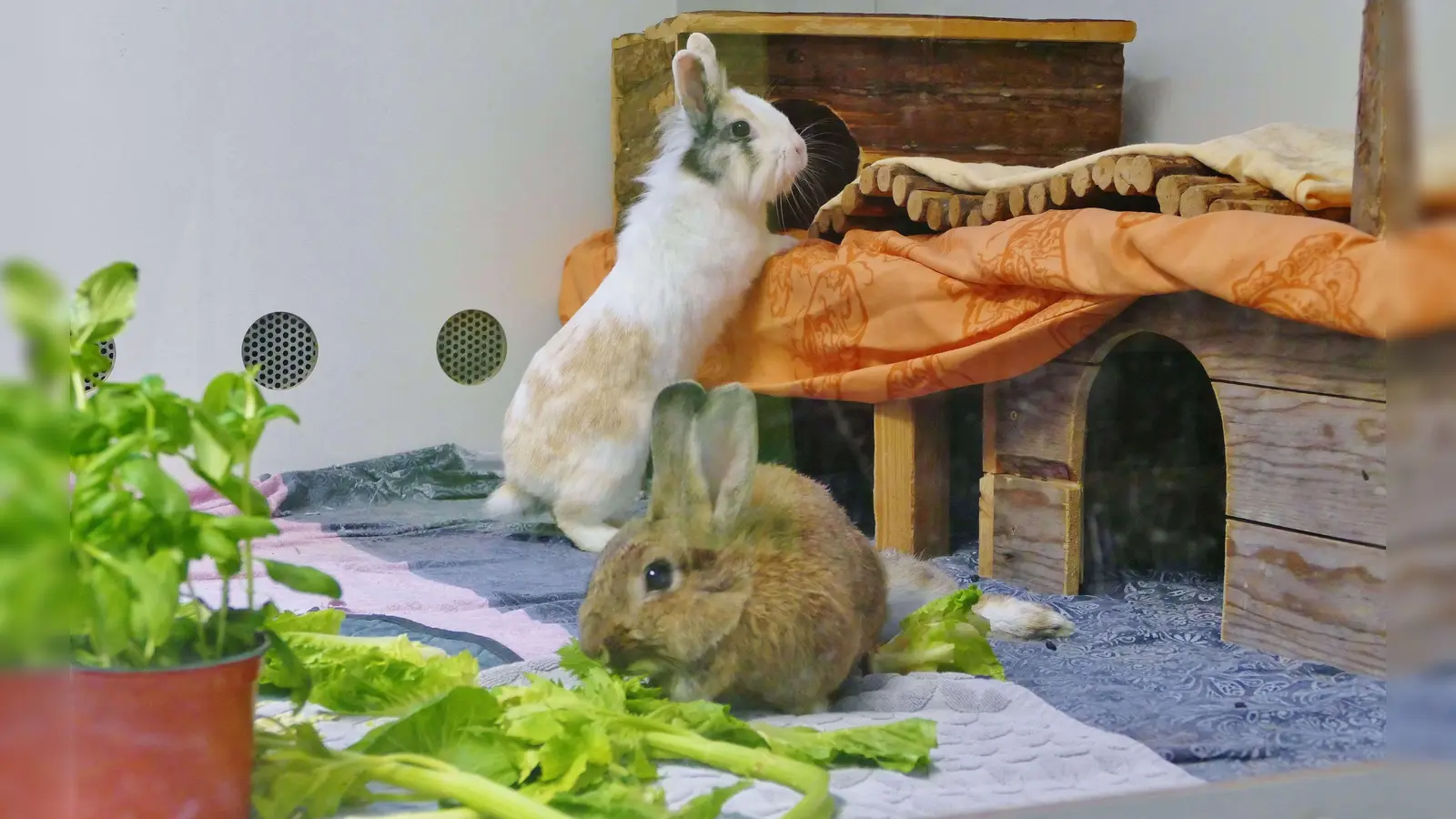 Nanna &amp; Partner Cody suchen ein Zuhause. (Foto: Tierheim Riem)