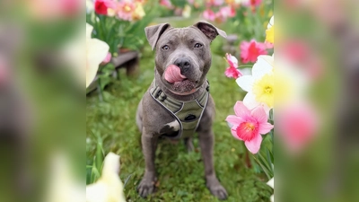 Tierheimbewohnerin Nala in einem schönen Blumenfeld. Um Listenhunde wie sie geht es im Vortrag „Listenhunde in Bayern”. (Foto: Tierschutzverein München e.V.)