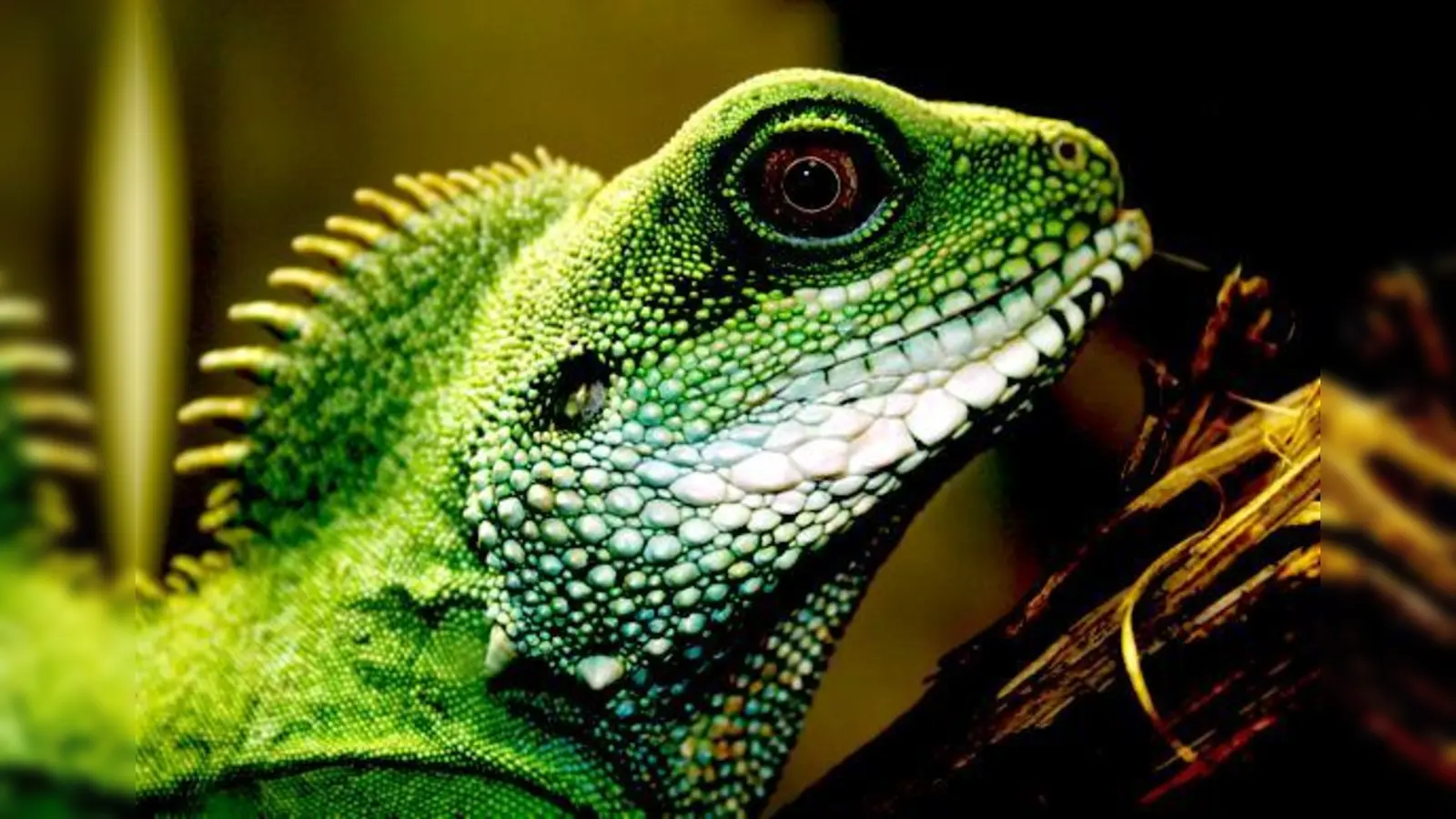 Faszinierende Tiere, aber Wildtiere, die nur unter den richtigen Bedingungen artgerecht leben können: Reptilien wie die Wasseragame.  (Foto: Verein)