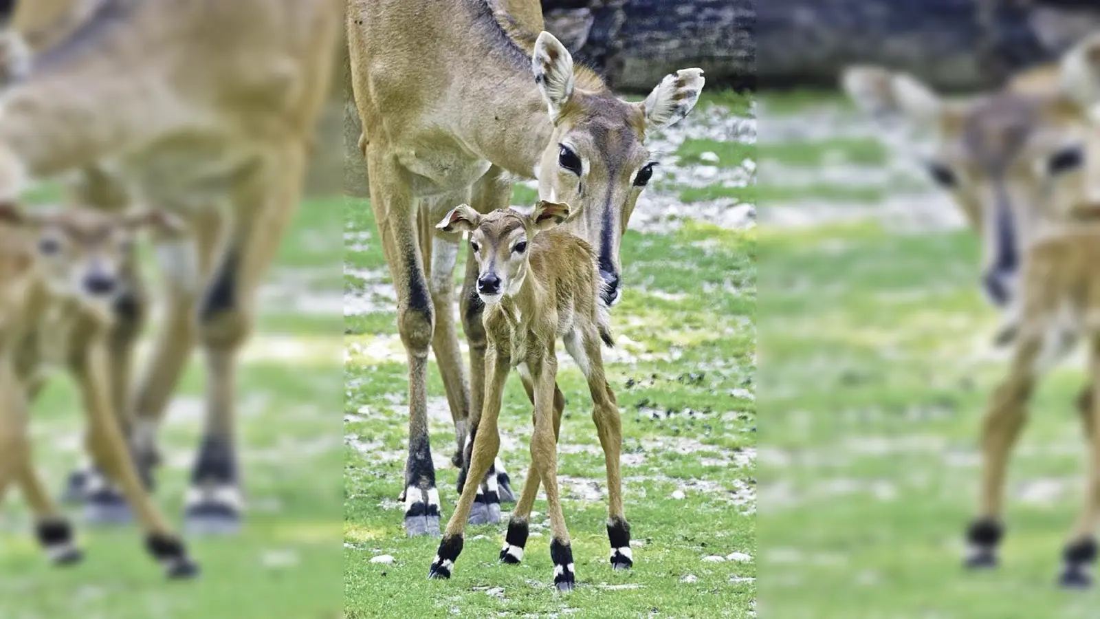 Noch etwas wackelig stehen die Nilgauantilopen-Zwillinge auf ihren Beinen. 	 (Foto: Tierpark Hellabrunn / Michael Matziol)