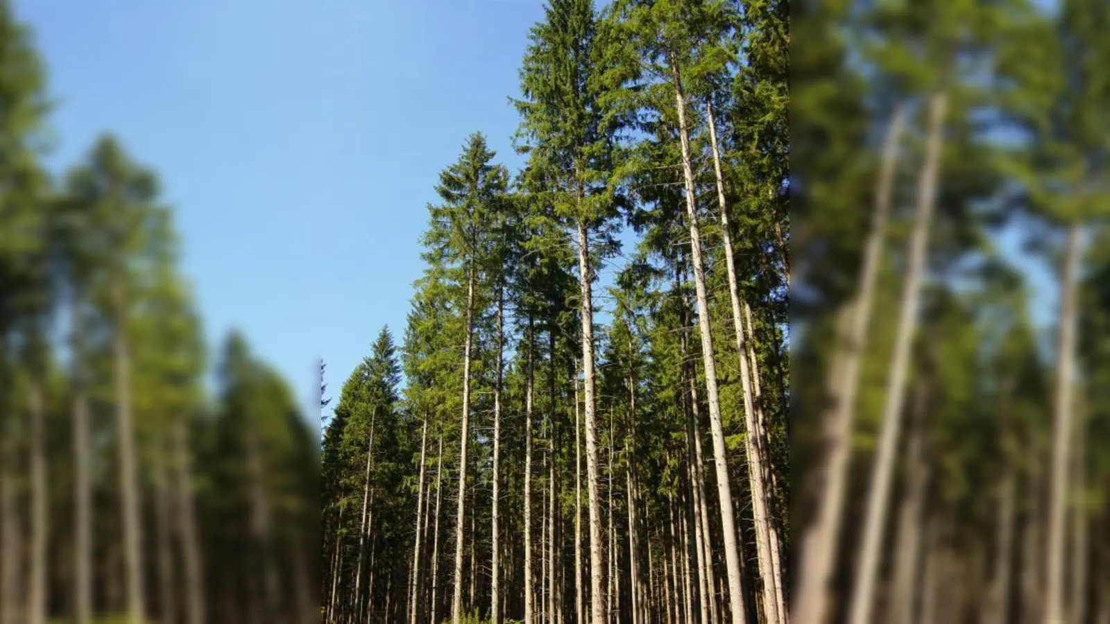Der Forstenrieder Park ist die grüne Lunge vor den Toren der großen Stadt. Gegner des Südrings verweisen auf die unvermeidbare Zerstörung durch einen Autobahnbau. (Foto: job)