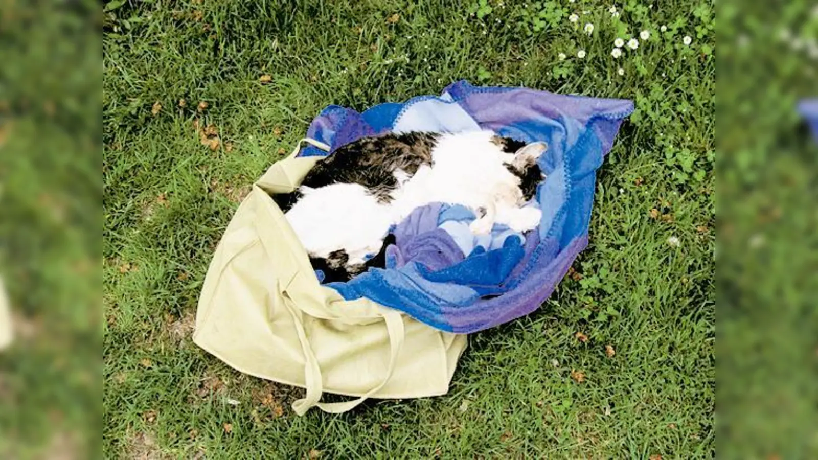 In einer Tüte neben einer Bank fand eine Spaziergängerin eine tote Katze.  (Foto: aktion tier)