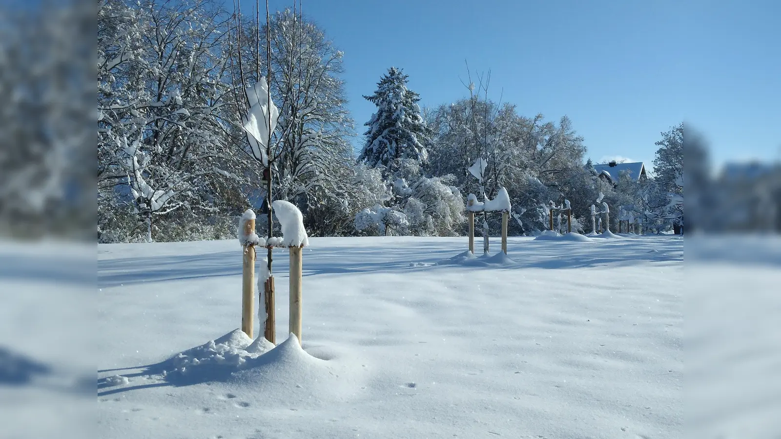 Auf dem Grundstück zwischen der Alersbergstraße und dem Sportheim haben zwei Zwetschgen- und fünf Apfelbäume Wurzeln geschlagen.  (Foto: Bund Naturschutz e.V., Ortsgruppe Starnberg)