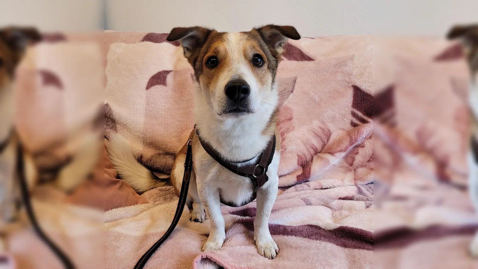 „Oskar” ist bei fremden Menschen anfangs vorsichtig und distanziert. (Foto: Tierheim Riem)