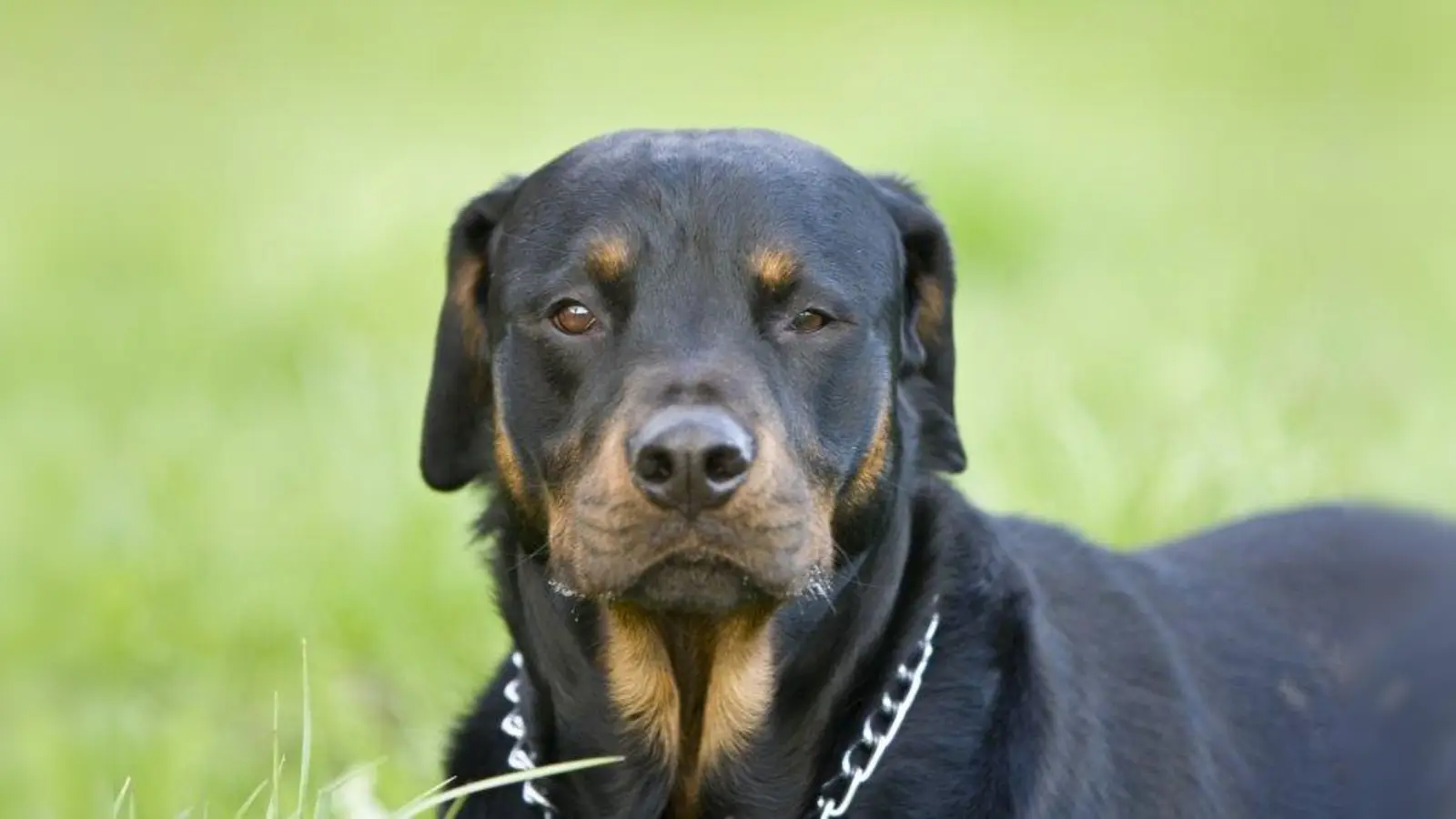 Rottweiler gehören zu den Listenhunden des Kategorie 2. Eine Haltererlaubnis wird nicht benötigt. (Foto: pepsprog/pixelio.de)