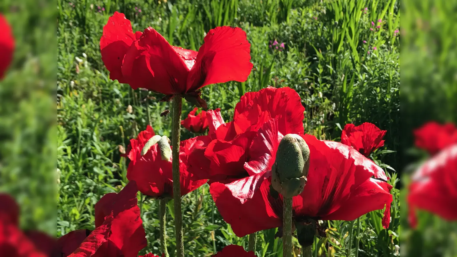 Am Mittwoch erfährt man beim Vortrag am Lehrbienenstand wie man in seinem Garten oder Balkon bienenfreundlich gestalten kann. (Foto: hw)