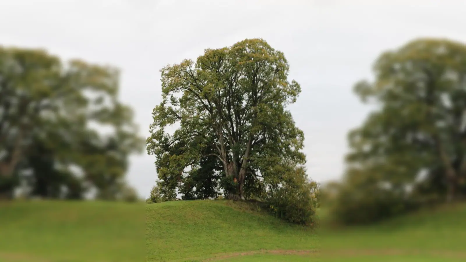 Die Linde in Pöcking hat noch eine Chance - umfangreiche Hilfsmaßnahmen sollen das Naturdenkmal retten. (Foto: Conradt)