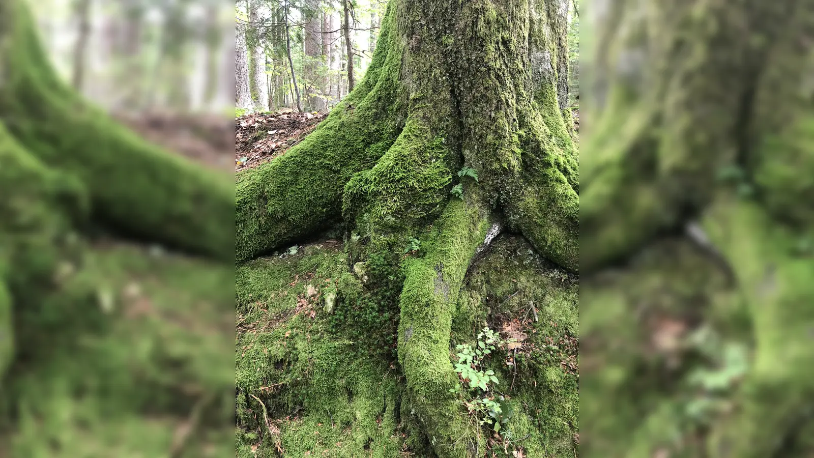 In der Natur Kraft tanken, das kann man beim Waldbaden am 17. September erleben. (Foto: hw)