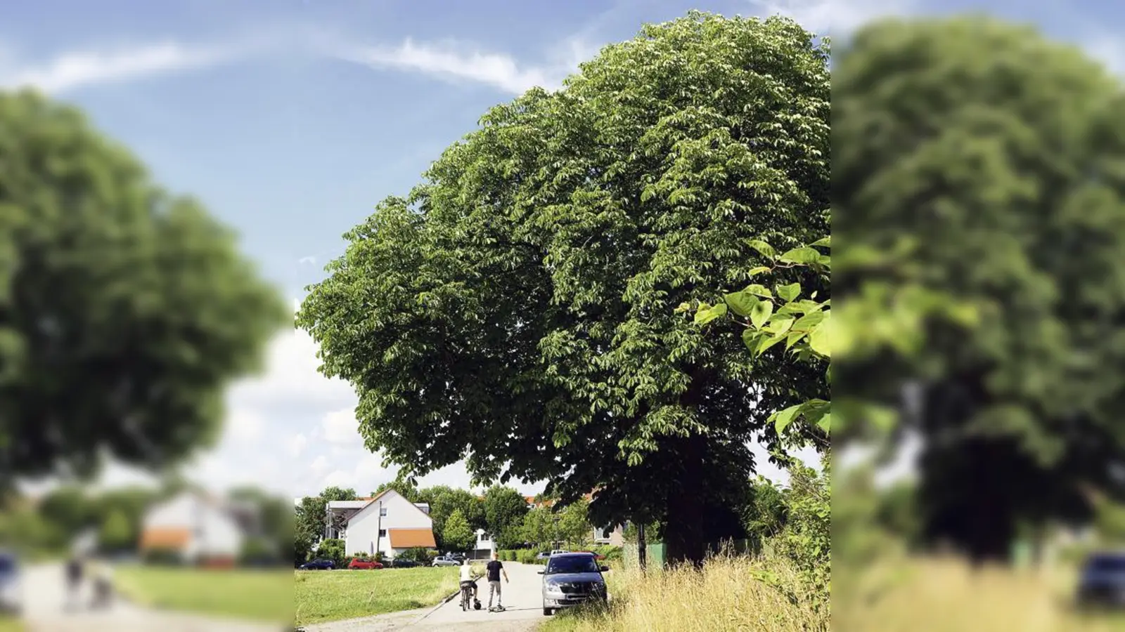 Mächtig steht die 100-jährige Kastanie am Rand der geplanten Zufahrt zum neuen Feuerwehrhaus Unterbiberg. Es besteht Hoffnung auf ihren Verbleib. 	 (F: ab)