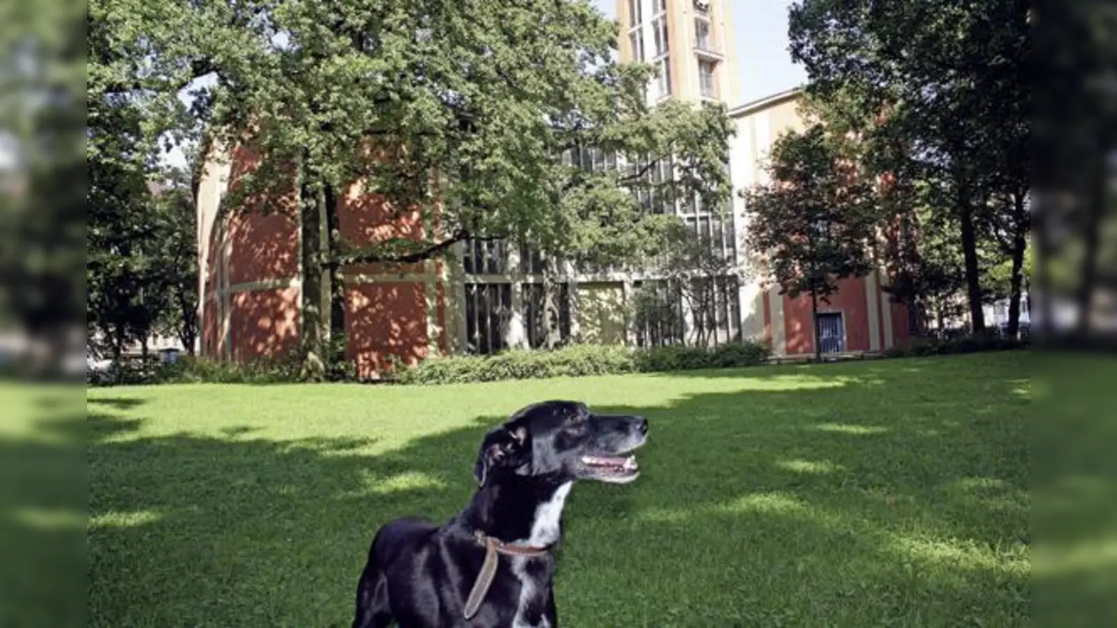 Als Standort für einen möglichen Hundeauslauf steht unter anderem der Nußbaumpark südwestlich des Sendlinger Tors zur Debatte.	 (Foto: js)