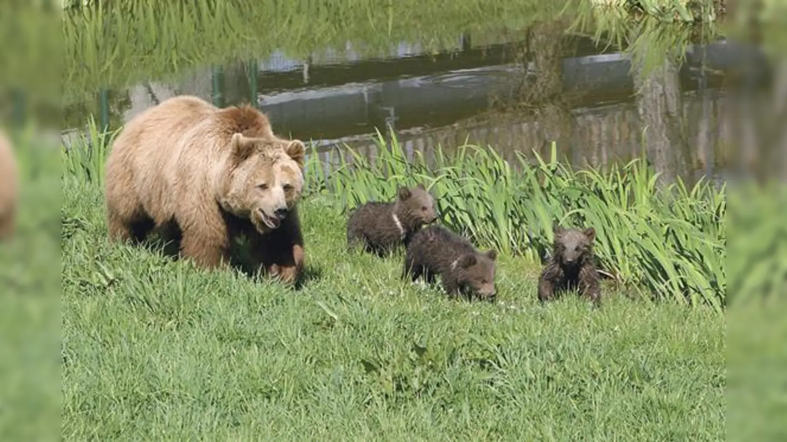 Sie erobern 2007 die Poinger Herzen im Sturm: die »Teddybären« Maja, Mette und Molly mit ihrer Mama Mia. Im wunderschönen Freigehege im Wildpark fühlen sie sich von Anfang an wohl.  (Foto: Gemeinde Poing)