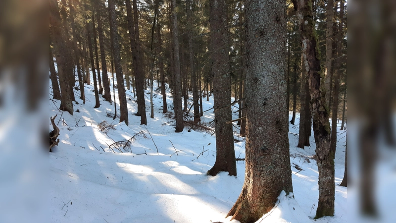 Der Wald: Ein guter Ort um Kraft zu tanken, aber für Tiere kann der Winter dort hart sein.  (Foto: std)