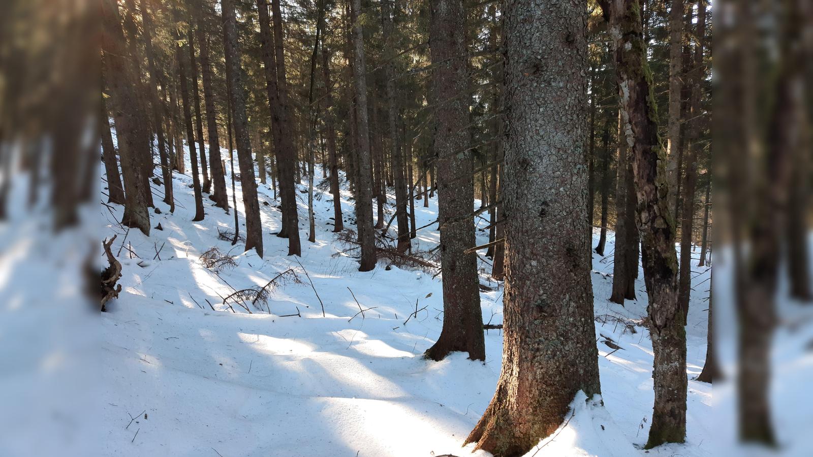 Museum-Wald-und-Umwelt-Tiere-im-Winter