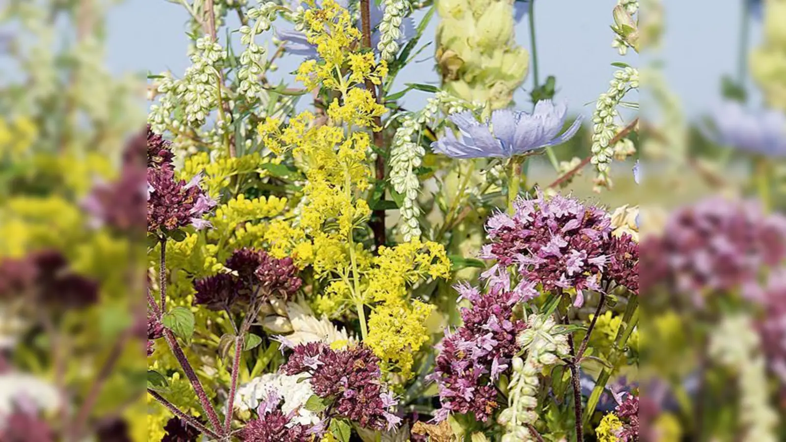 Nicht nur voller heilsamer Kräfte, sondern auch eine Augenweide: Kräuterbuschen aus Blumen und Kräutern.	 (Foto: hw)