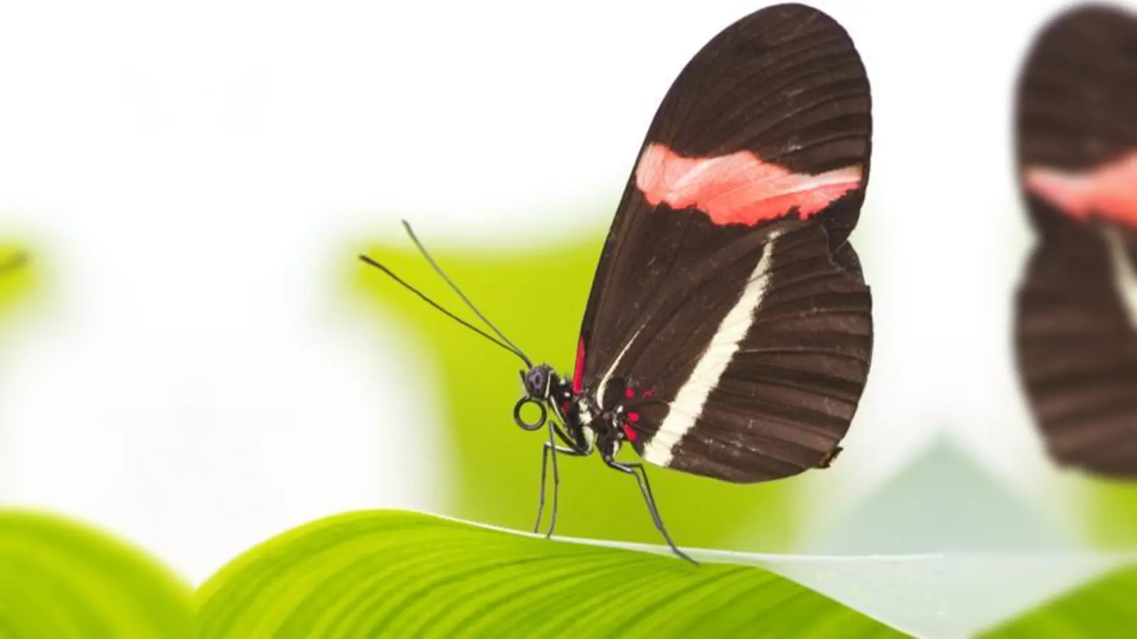 Ob der Heliconius erato, der »Kleine Postbote«, oder Morpho peleides, der schöne blaue Himmelsfalter  die zarten Geschöpfe faszinieren.	 (Foto: VA)