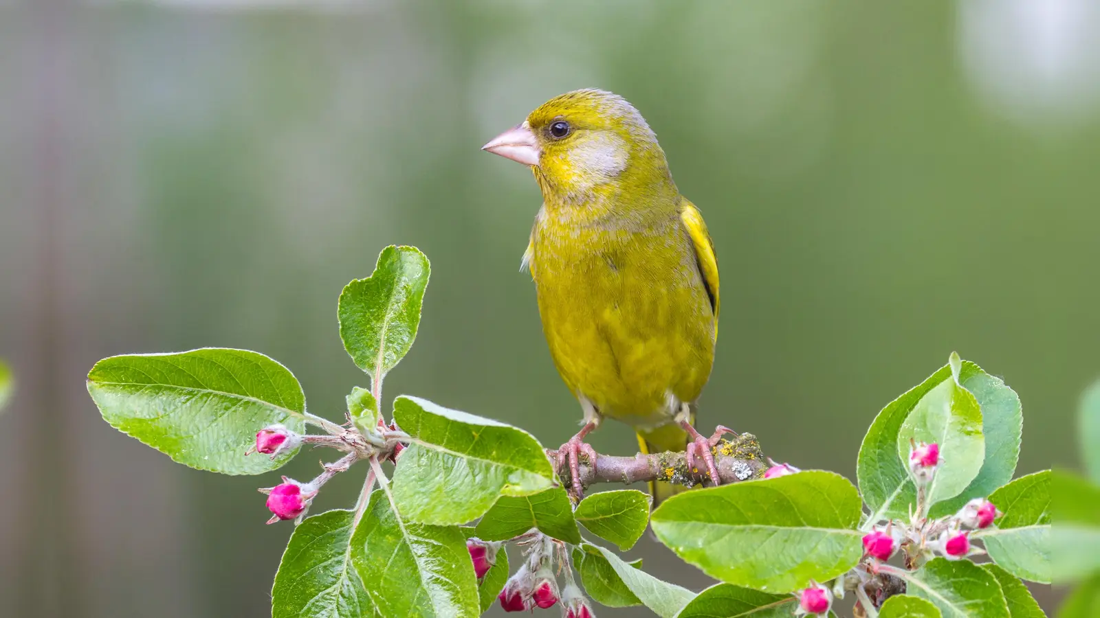 Auch der Grünfink singt wieder in Gärten und Parks. Wer ihn und seine gefiederten Kollegen bei der „Stunde der Gartenvögel hört oder sieht”, meldet ihn und kann dabei sogar noch einen Preis gewinnen.  (Foto: LBV, Andreas Giessler)