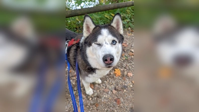 Sibirischer Husky Leo. (Foto: Tierheim Riem)