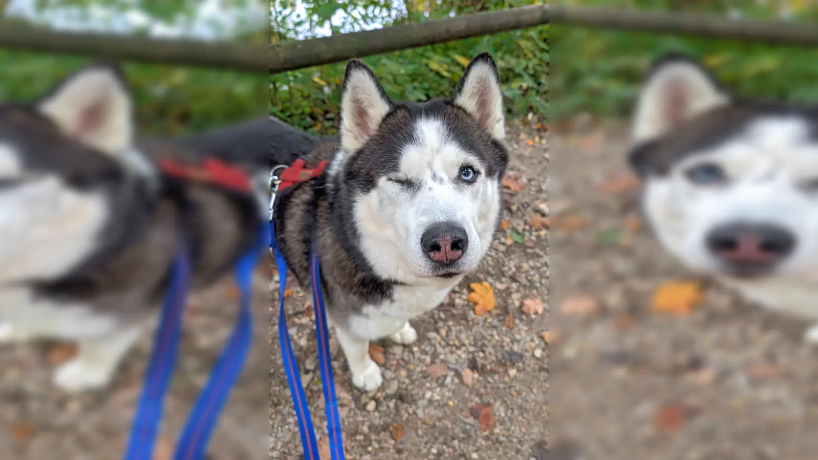 Sibirischer Husky Leo. (Foto: Tierheim Riem)