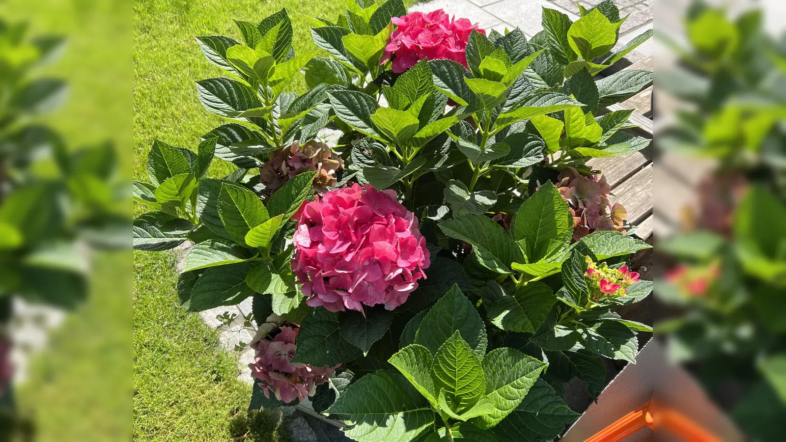 Beim „Tag der offenen Gartentür” kann man sein grünes Paradies präsentieren. Eine schöne Hortensie auf der gepflegten Terrasse und kurz geschorener Rasen im Hintergrund... (Foto: © Gemeinde Eching)