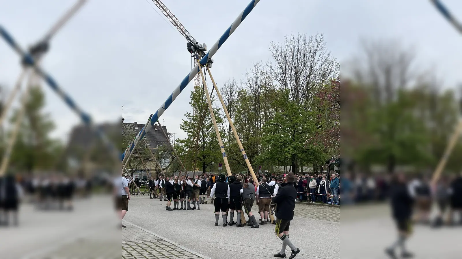 Auch die Altburschen halfen beim Aufstellen des Maibaums per Hand kräftig mit.  (Foto: hw)