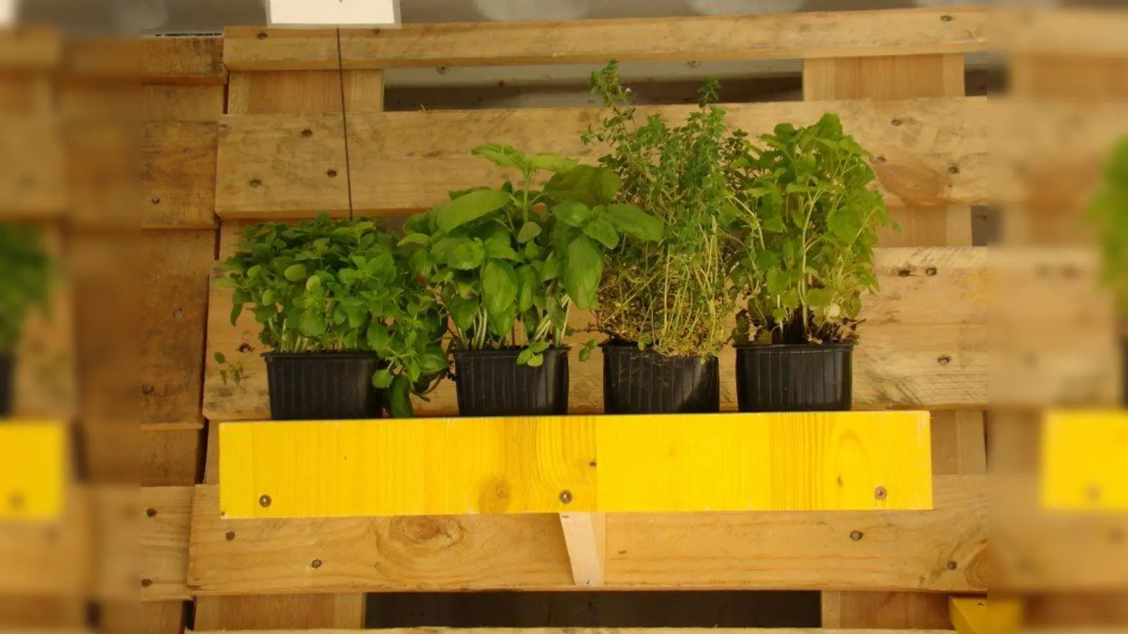 Frische Kräuter gibt es mittwochs und donnerstags aus der Freiluftbox. (Foto: pst)