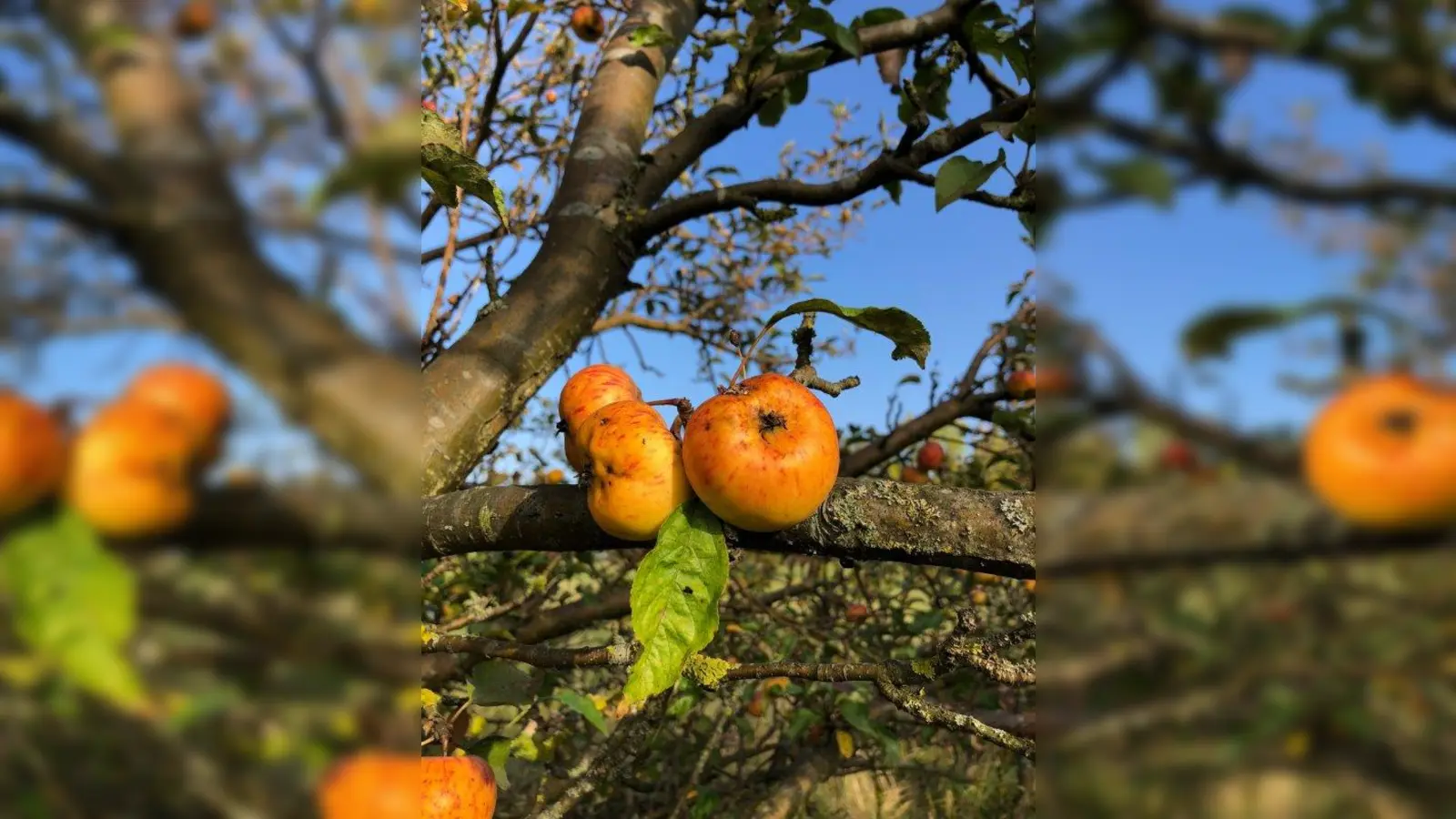 Äpfel an einem Baum. (Foto: pst)