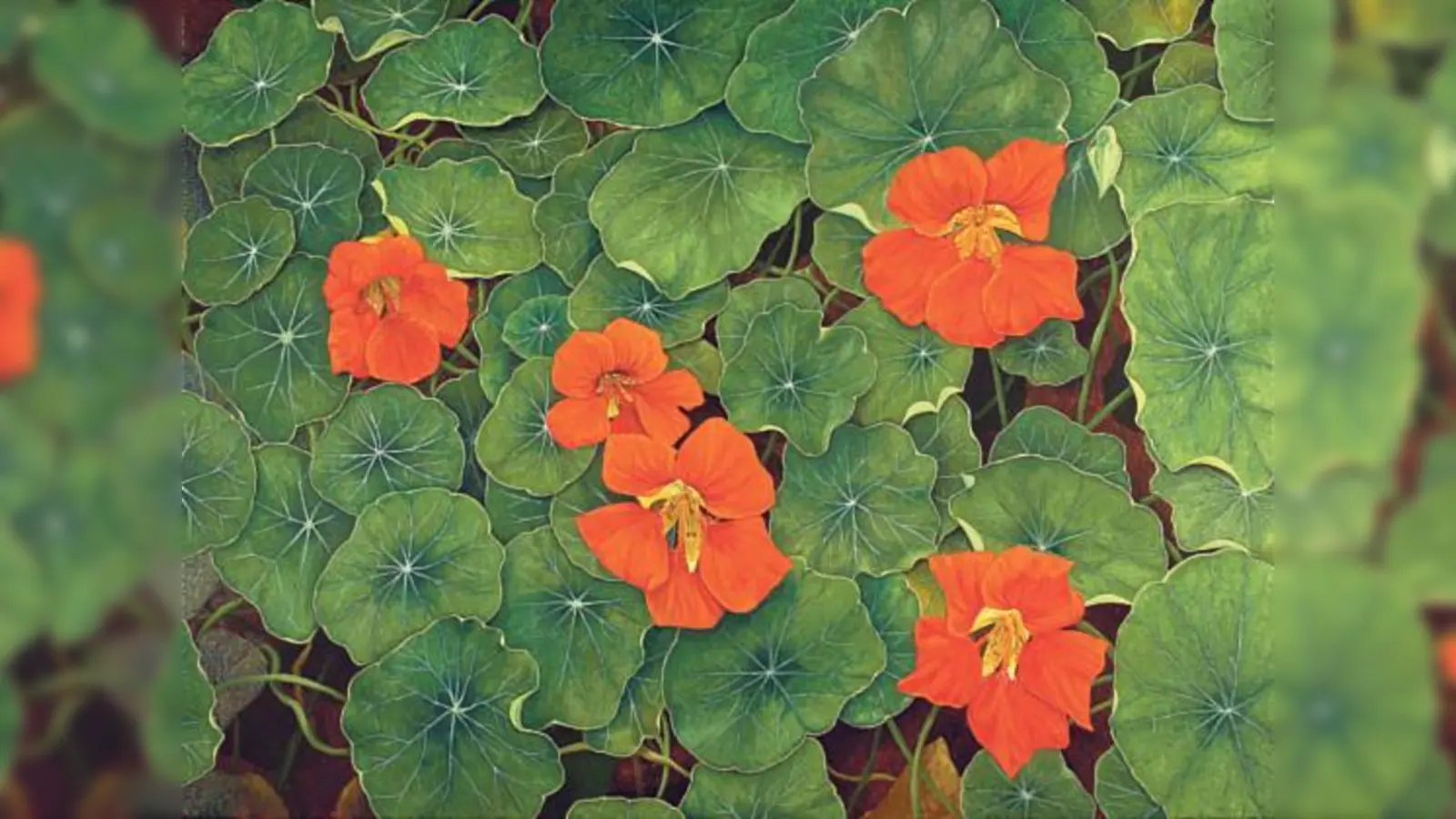 Die Kapuzinerkresse sieht aus »wie gemalt«, so schön und so typisch. Stefan Caspari hat die Fähigkeit, genau hinzuschauen.  (Foto: VA)