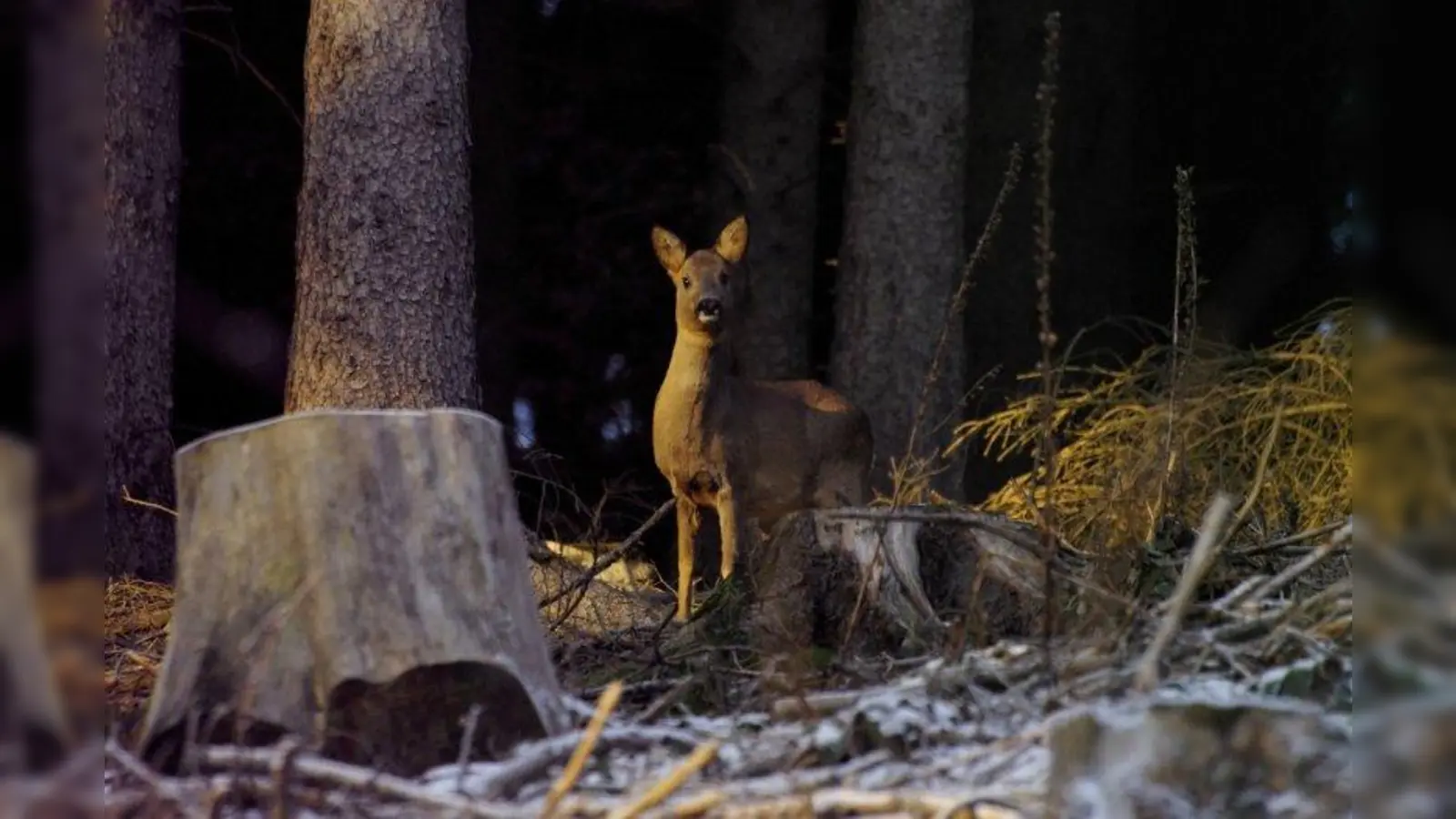 Gerade im Herbst und Winter sind Rehe häufig in Wildunfälle verwickelt. (Foto: Thost/pixelio.de)