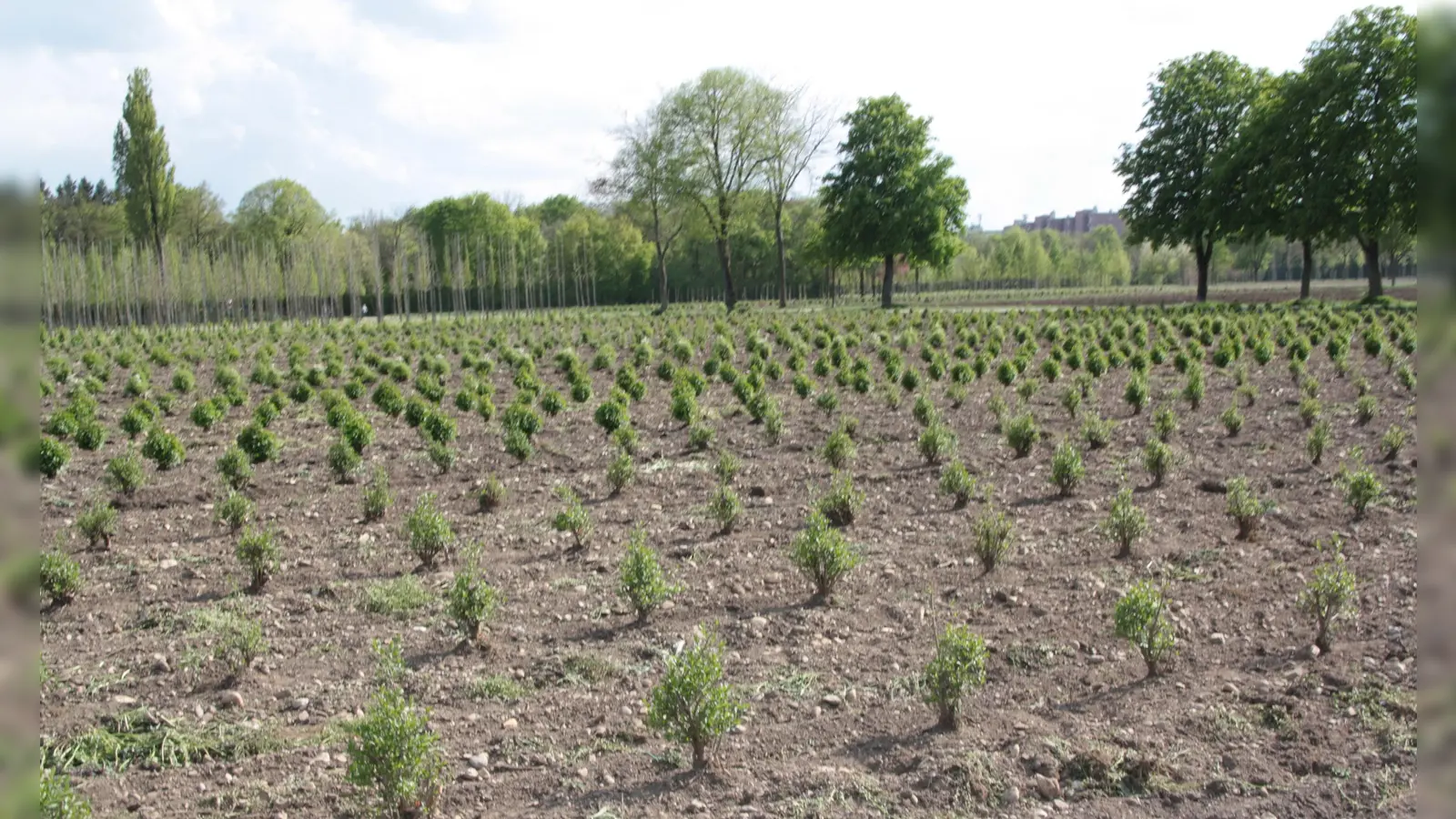 Die städtische Baumschule im Landschaftspark. „Unserer Baumschule mit ihrem ökologisch-nachhaltigen Betrieb ist einzigartig im ganzen Bundesgebiet, zudem ein wichtiges Naherholungsgebiet im Münchner Westen und die &#39;grüne Lunge&#39; für Laim, Hadern und Pasing”, findet Stadträtin Sibylle Stöhr (Grüne). (Foto: job)
