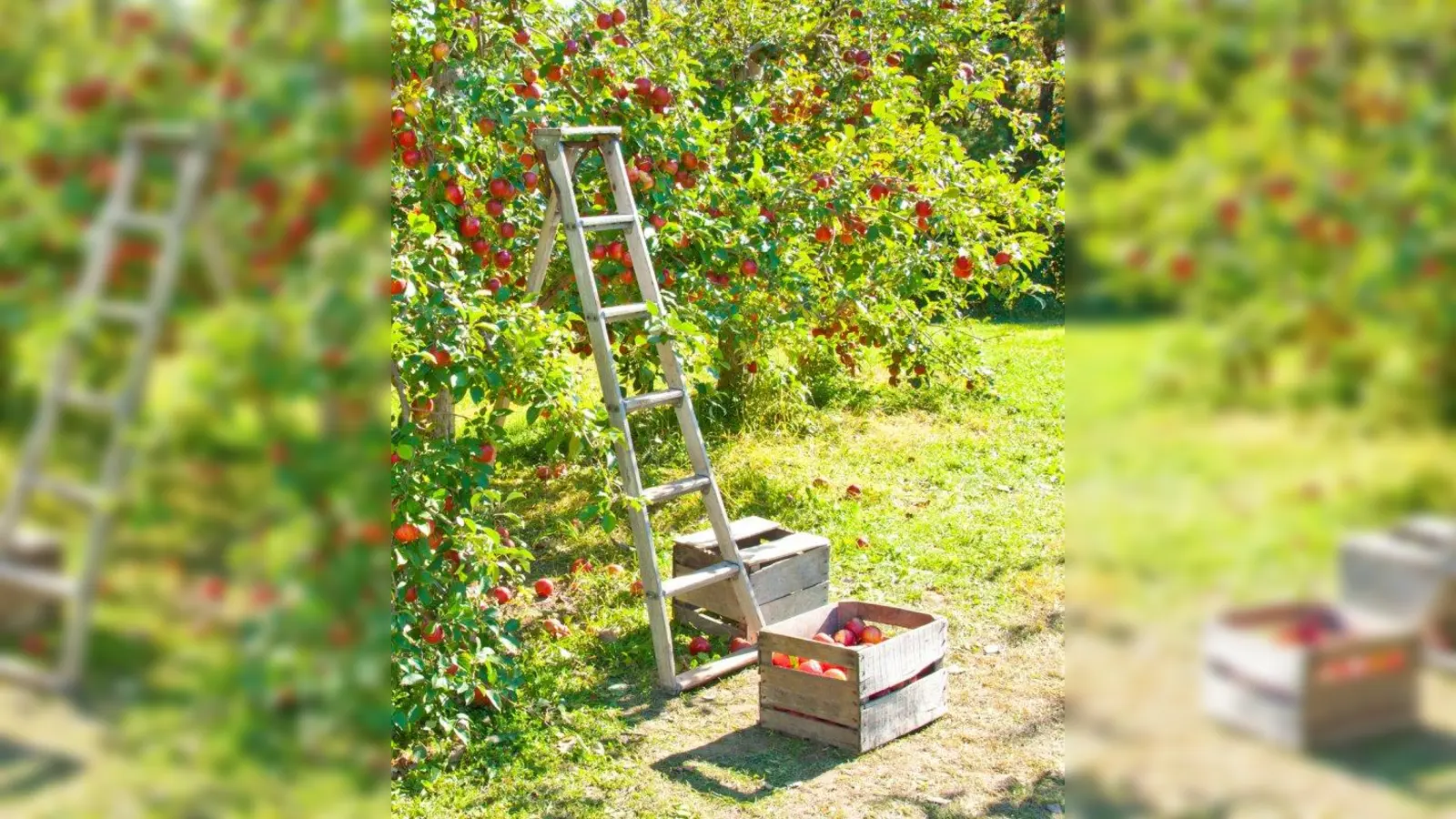 Der Apfel ist die Symbolfrucht für Vitalität und<br>Gesundheit. Beim Jubiläum kann man sich unter anderem über verschiedene Apfelsorten informieren. (Foto: Pflanzen-Kölle)