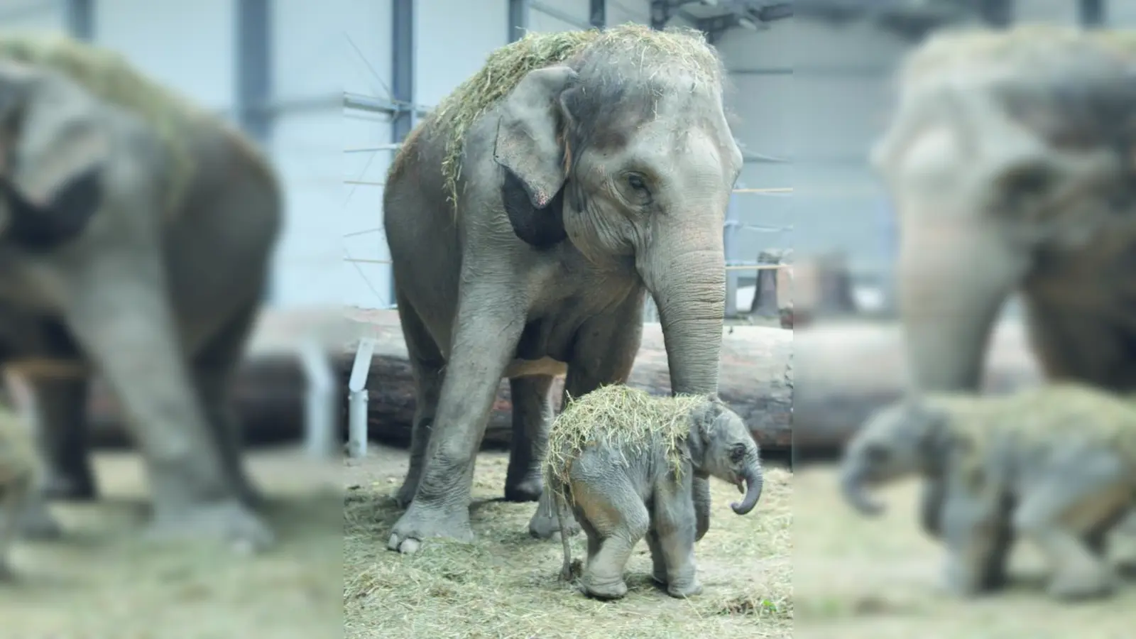 Familienidyll in Hellabrunn: Ein zierliches Mädchen von 90 Kilogramm brachte Elefantendame Panang zur Welt. (Foto: Tierpark Hellabrunn)