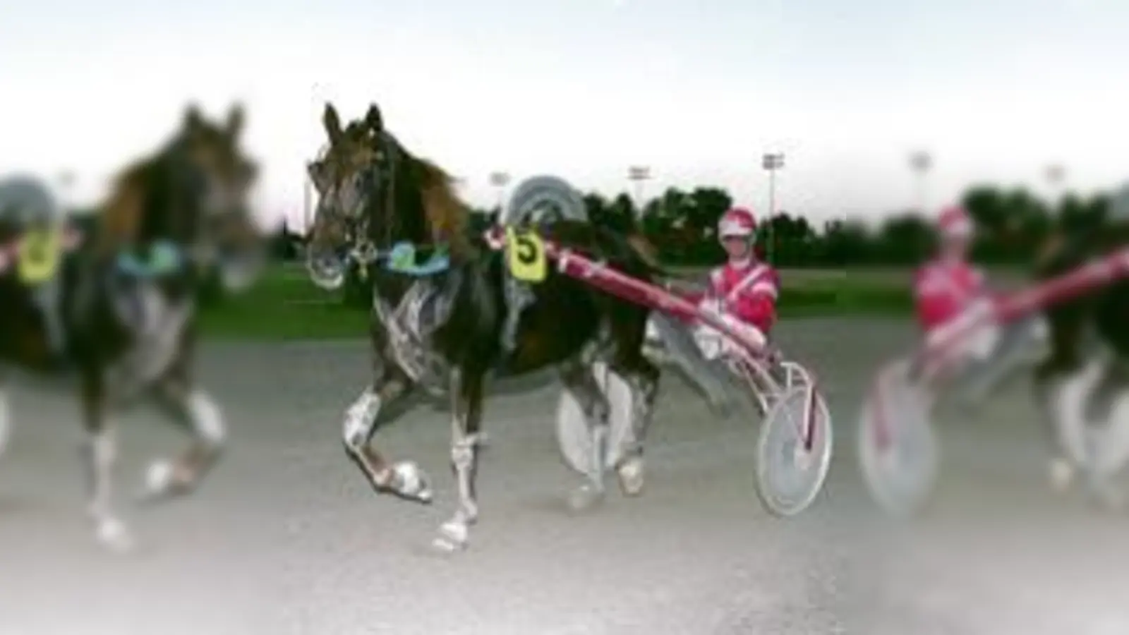 »E.T. Diamant« kämpft »Santana Diamant« nieder.   (Foto: Verein)