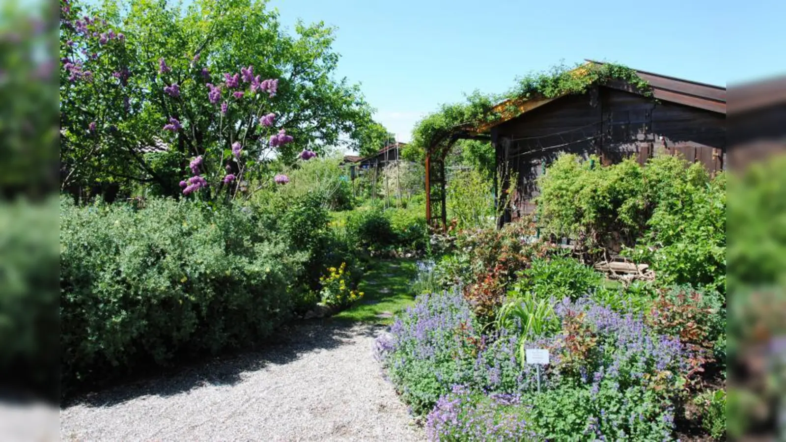 Überall in der Kleingartenanlage fängt es jetzt an zu blühen. (Foto: Eva Schraft)