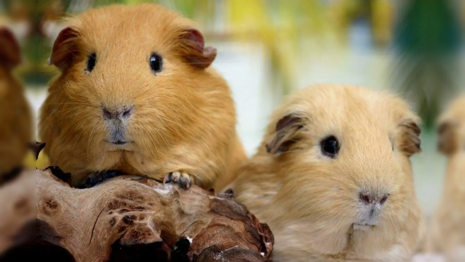 Im Münchner Tierheim warten auch viele Kleintiere auf ein neues Zuhause, wie z.B. solch putzige Meerschweinchen. (Foto: Tierschutzverein München)