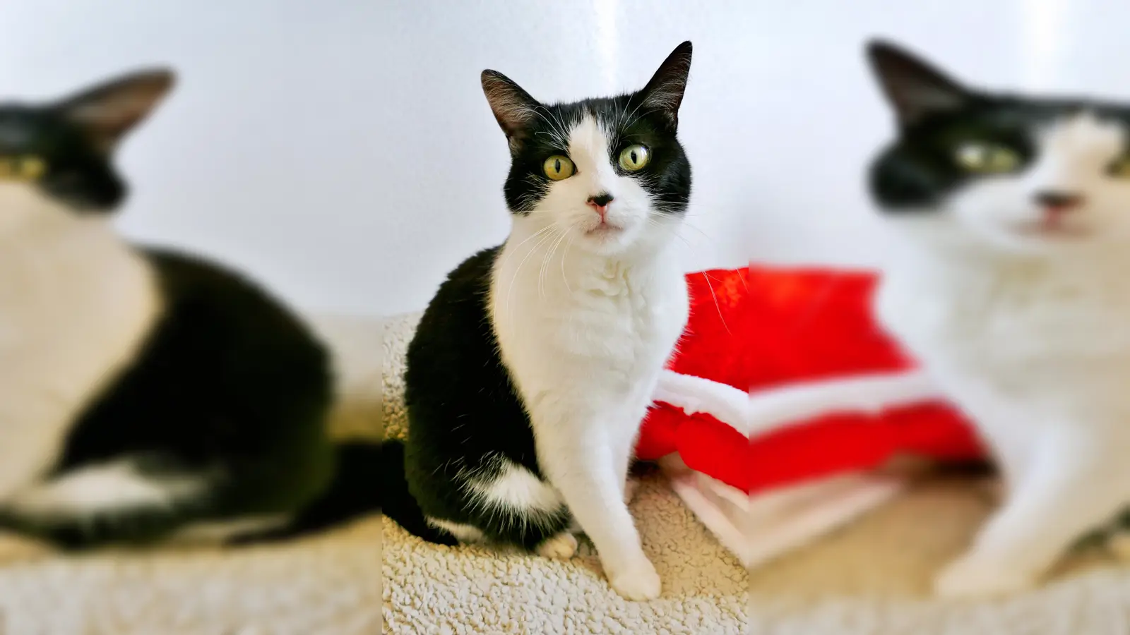 Europäisch-Kurzhaar Kätzin Saskia. (Foto: Tierheim Riem)