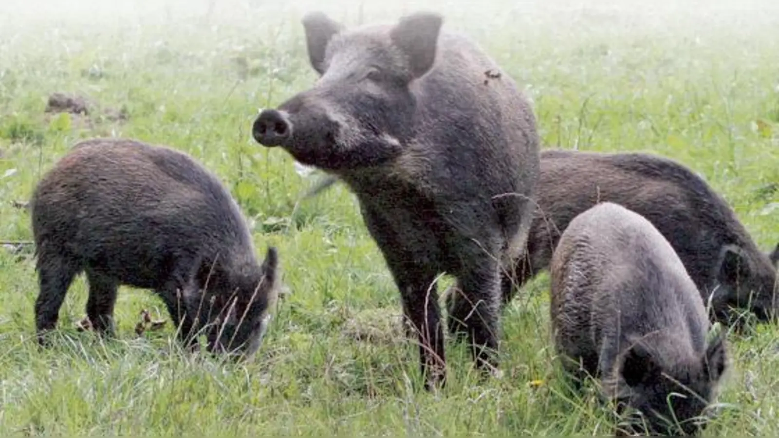 Wildbret vom Schwarzwild wurde früher oft gemieden. Heute ist es meist unbedenklich! 	 (Foto: Verein)