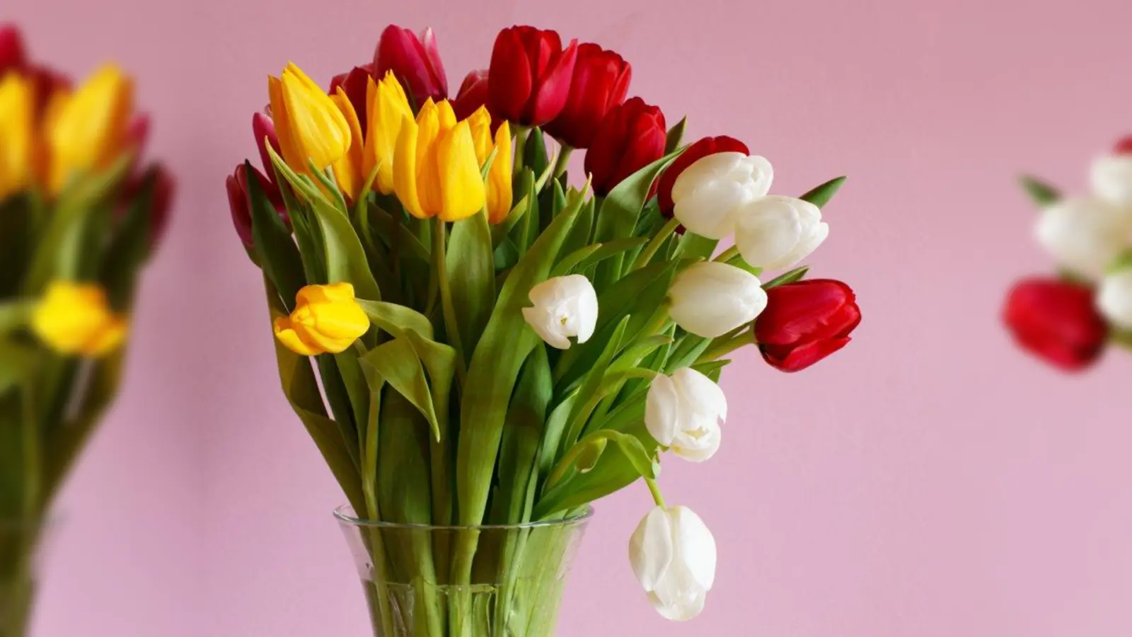 Ein schöner Strauß Tulpen ist immer noch die beste Frühlingsdekoration. Damit man sich lange an ihm erfreuen kann, sollte man ihn nicht direkt neben Obst stellen. Das ausgeschiedene Gas der Äpfel und Birnen, lässt auch die Tulpen schneller welken. (Foto: Gabriela Neumeier/pixelio)