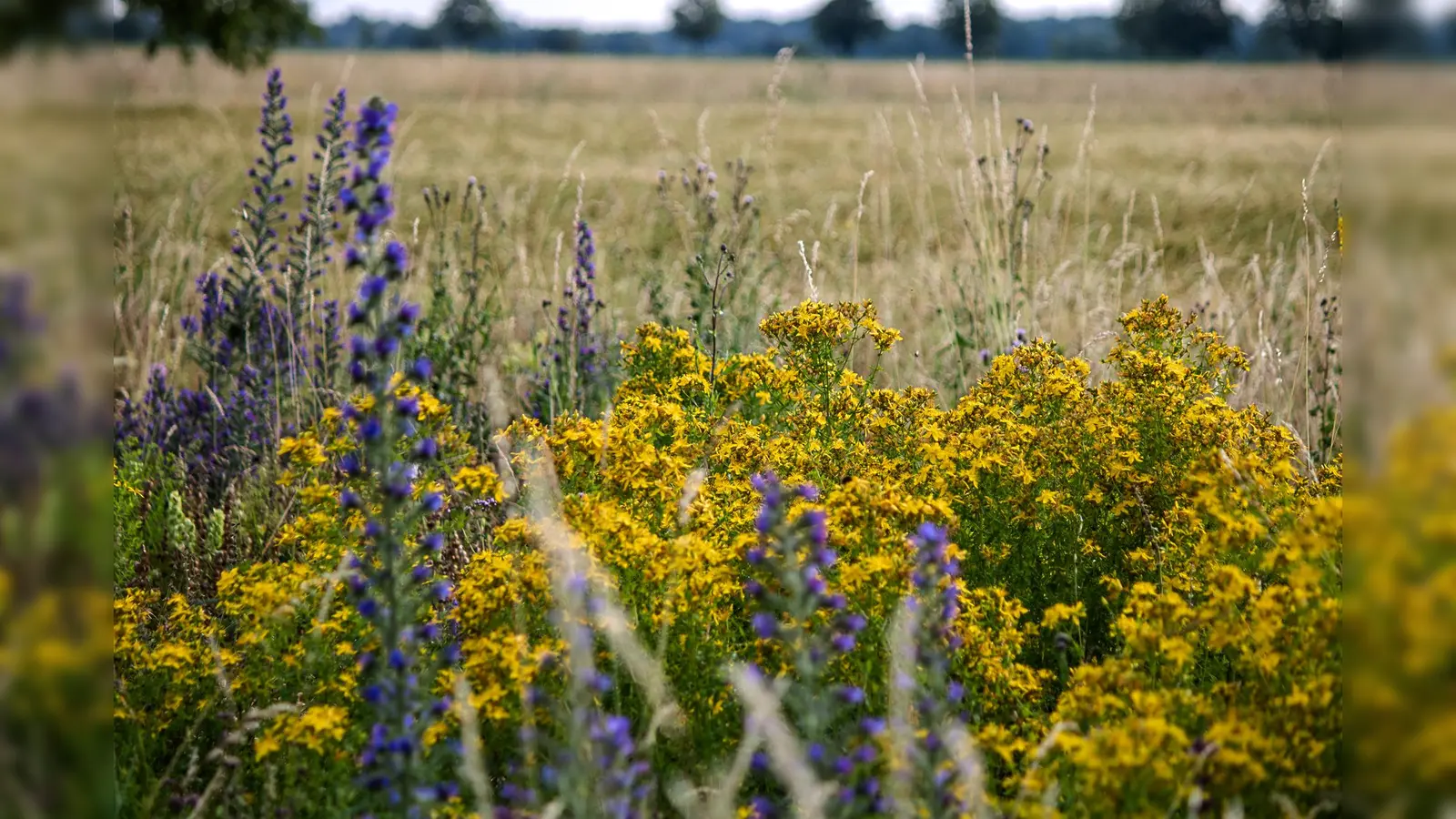 Die Heide bietet viel fürs Auge und gleichzeitig duftende Kräuter und gesunde Früchte.  (Foto: © Benjamin Paulini HFV)