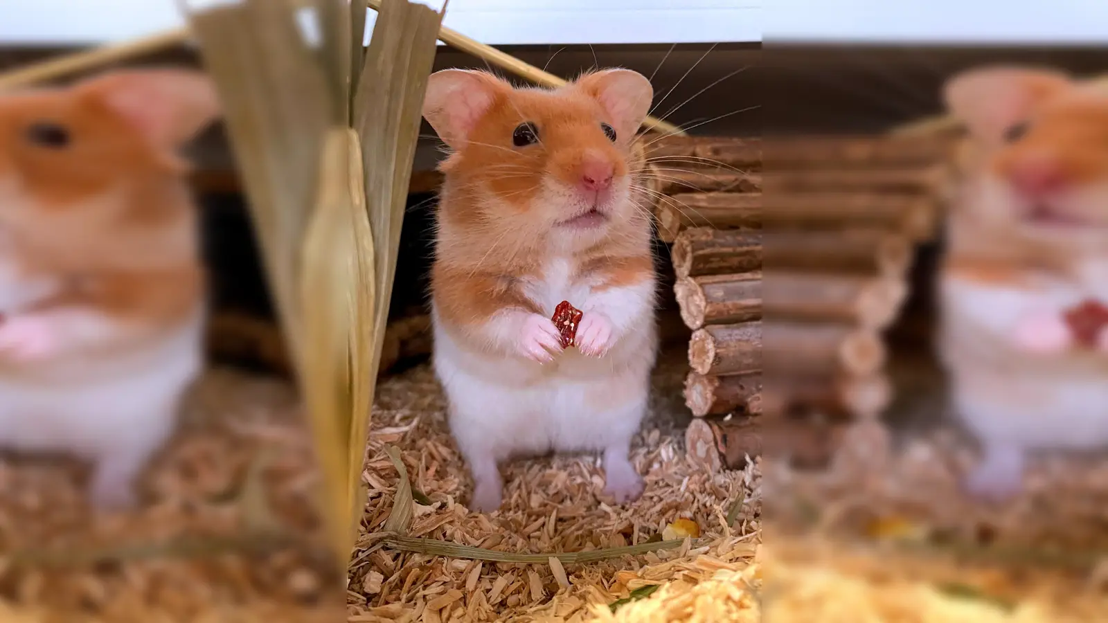  Weißband Goldhamster. (Foto: Tierheim Riem)