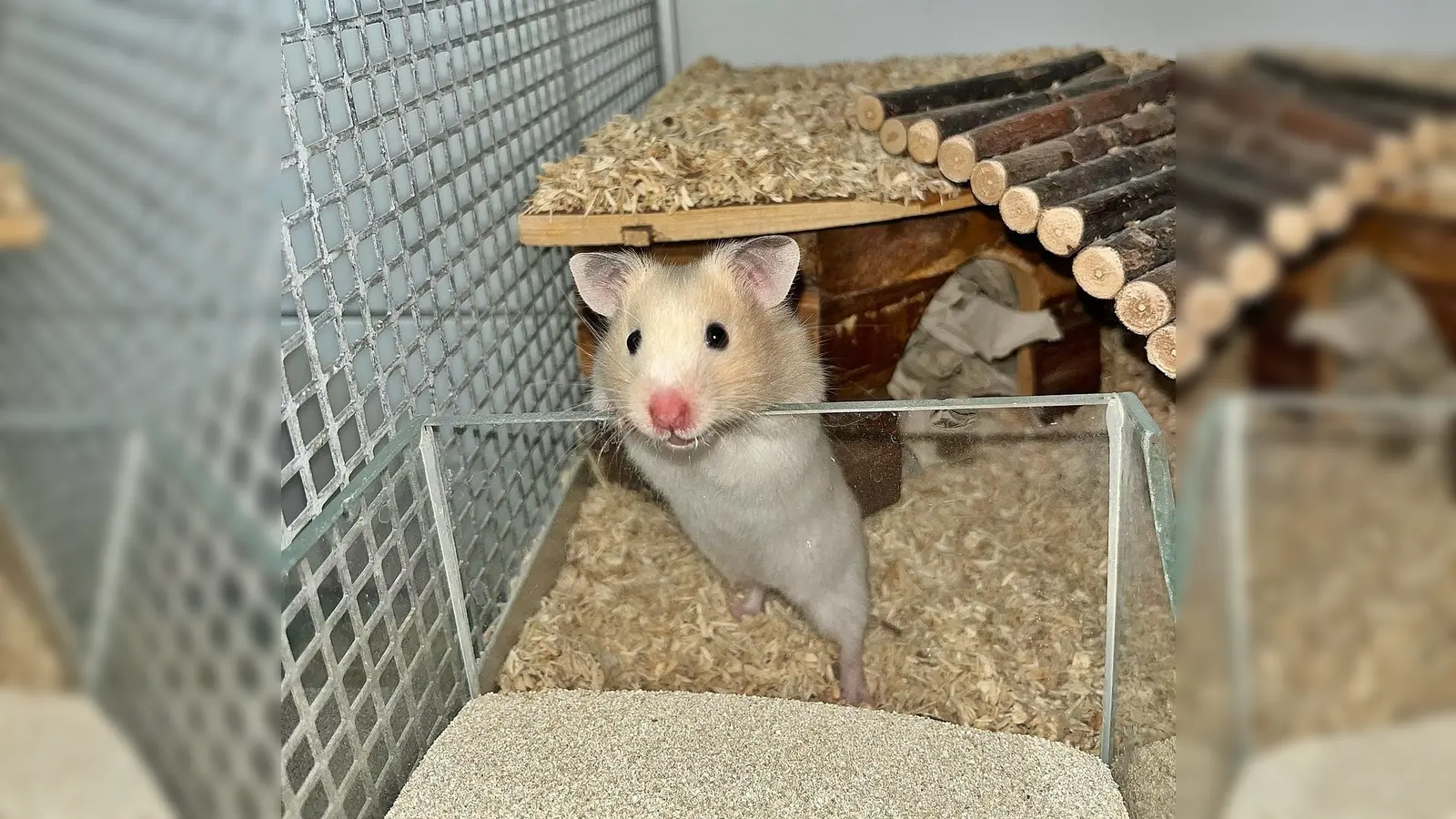 Goldhamster-Baby ‚Hamerica‘. (Foto: Tierheim Riem)