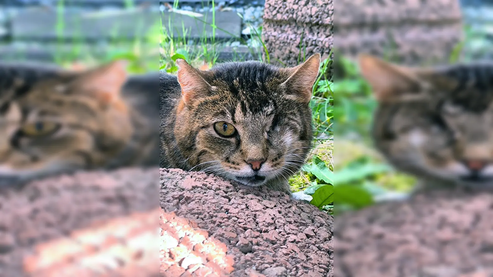 Kater Lorbärchen braucht ein ruhiges Zuhause. (Foto: Tierheim Riem)