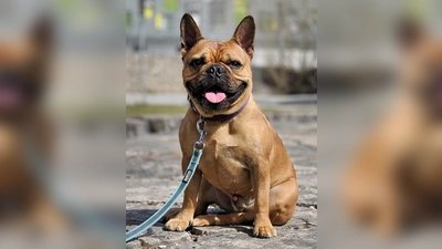 Französische Bulldogge Louie. (Foto: Tierheim Riem)