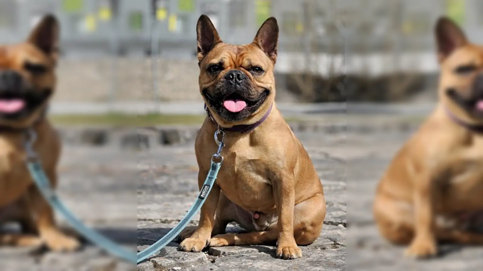 Französische Bulldogge Louie. (Foto: Tierheim Riem)